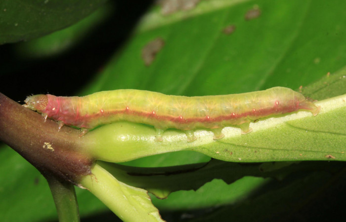 Fig.8. Larva de <i>Perigea illicita</i></i>, penúltimo estadío. Mide 35mm de longitud. Voucher : 15-SRNP-30365-DHJ721677.jpg.