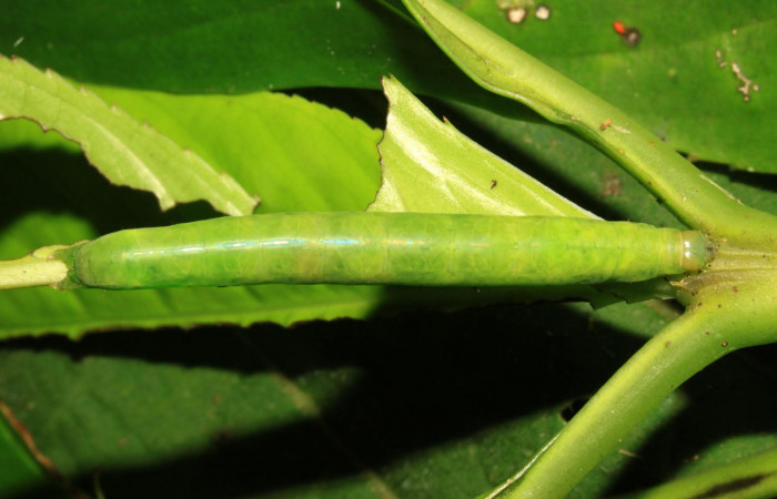 Fig.9. Larva de <i>Perigea illicita</i></i>, último estadío. Mide 47mm de longitud. Voucher : 15-SRNP-30364-DHJ721629.jpg.