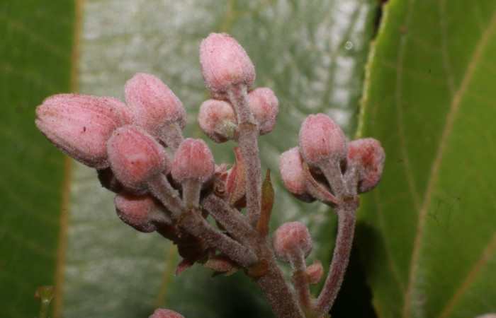 Figura. 10 Botones de flor, <i>Trichospermum galeottii</i></i>, (Malvaceae). Area de Conservación Guanacaste, Sector Rincón Rain Forest, Estación Leiva, selva, (elevación 410 metros), colectada el 10 de Febrero 2020. Foto, Jorge Hernández.