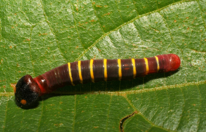 Figura. 11 Larva Phocides pigmalionDHJ02 (Hesperiidae), posición dorsal alimentándose en <i>Trichospermum galeottii</i></i>, (Malvaceae). (06-SRNP-41789-DHJ414431.jpg).