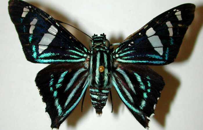 Figura 12. Adulto <i>Phocides</i></i> pigmalionDHJ02 (Hesperiidae) vista dorsal. (00-SRNP-11147-DHJ33652).