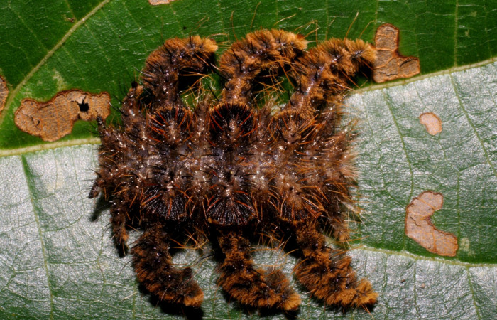 Figura. 13 Larva <i>Phobetron hipparchia</i></i> (Limacodidae), posición dorsal alimentándose en <i>Trichospermum galeottii</i></i>, (Malvaceae). (07-SRNP-42142-DHJ433741.jpg).