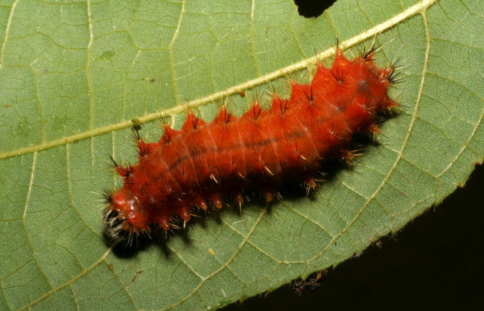 Figura. 15 Larva <i>Emesis mandana</i></i> (Riodinidae), posición dorsal alimentándose en <i>Trichospermum galeottii</i></i>, (Malvaceae). (05-SRNP-42076-DHJ407423.jpg).