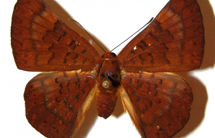 Figura 16. Adulto <i>Emesis mandana</i></i> (Riodinidae) vista dorsal. (00-SRNP-3133-DHJ308080 ).