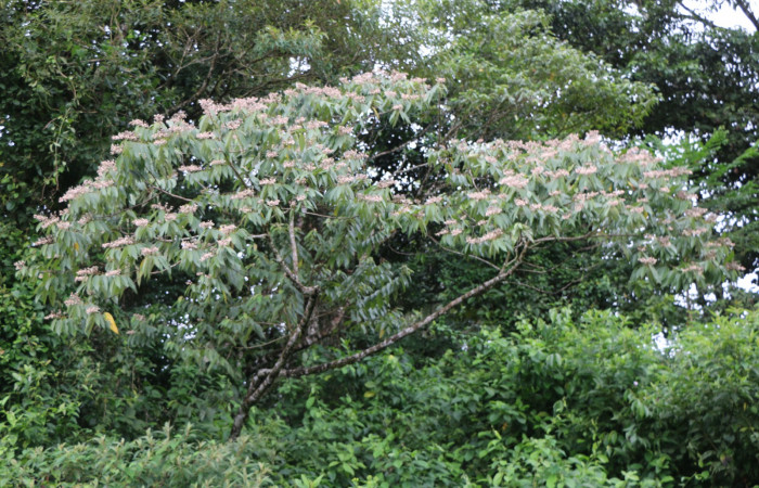Figura. 1 Habitad, <i>Trichospermum galeottii</i></i>, (Malvaceae). Area de Conservación Guanacaste, Sector Rincón Rain Forest, Estación Leiva, selva , (elevación 410 metros), colectada el 10 de Febrero 2020. Foto, Jorge Hernández.
