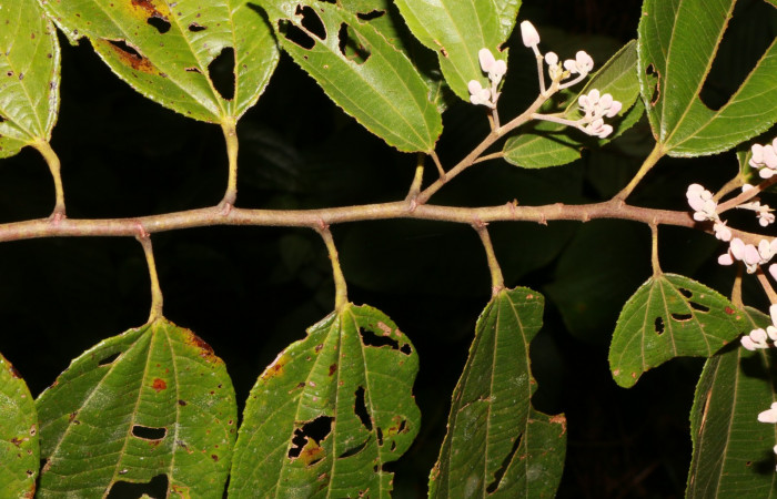 Figura. 2 Posición hojas, <i>Trichospermum galeottii</i></i>, (Malvaceae). Area de Conservación Guanacaste, Sector Rincón Rain Forest, Estación Leiva, selva, (elevación 410 metros), colectada el 10 de Febrero 2020. Foto, Jorge Hernández.