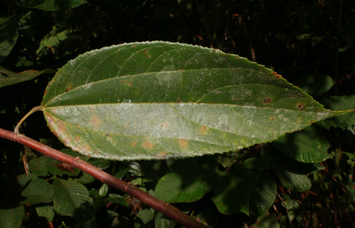 Figura. 3 Posición haz,<i>Trichospermum galeottii</i></i>, (Malvaceae). Area de Conservación Guanacaste, Sector Rincón Rain Forest, Estación Leiva, selva, (elevación 410 metros), colectada el 10 de Febrero 2020. Foto, Jorge Hernández.
