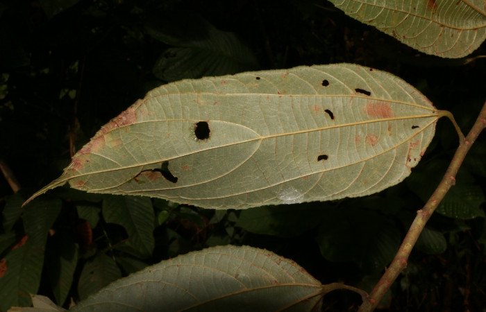 Figura. 4 Posición envés <i>Trichospermum galeottii</i></i>, (Malvaceae). Area de Conservación Guanacaste, Sector Rincón Rain Forest, Estación Leiva, selva , (elevación 410 metros), colectada el 10 de Febrero 2020. Foto, Jorge Hernández.