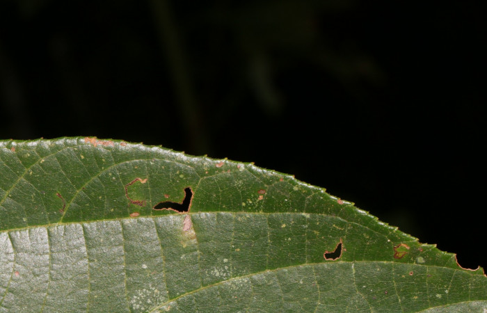 Figura. 5 Posición margen entero, <i>Trichospermum galeottii</i></i>, (Malvaceae). Area de Conservación Guanacaste, Sector Rincón Rain Forest, Estación Leiva, selva, (elevación 410 metros), colectada el 10 de Febrero 2020. Foto, Jorge Hernández.