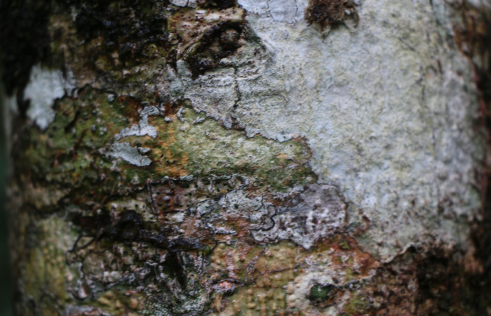 Figura. 6 Corteza, <i>Trichospermum galeottii</i></i>, (Malvaceae). Area de Conservación Guanacaste, Sector Rincón Rain Forest, Estación Leiva, selva, (elevación 410 metros), colectada el 10 de Febrero 2020. Foto, Jorge Hernández.