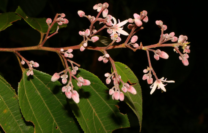 Figura. 7 Flor racimo,<i>Trichospermum galeottii</i></i>, (Malvaceae). Area de Conservación Guanacaste, Sector Rincón Rain Forest, Estación Leiva, selva, (elevación 410 metros), colectada el 10 de Febrero 2020. Foto, Jorge Hernández.