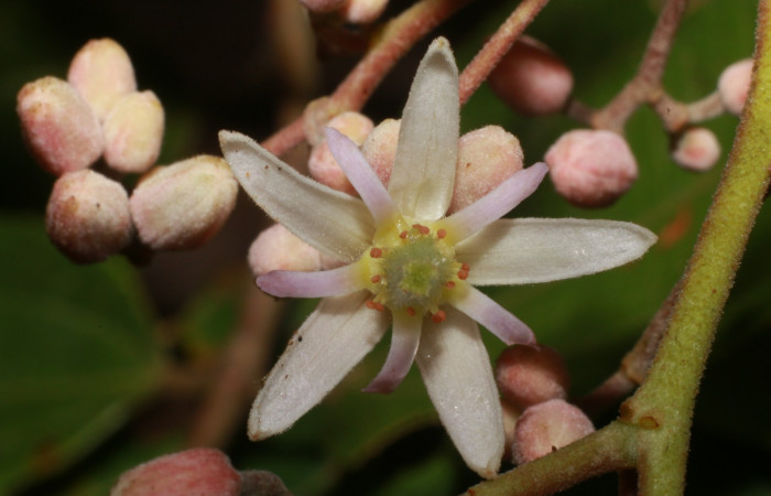 Figura. 8 Flor de frente, <i>Trichospermum galeottii</i></i>, (Malvaceae). Area de Conservación Guanacaste, Sector Rincón Rain Forest, Estación Leiva, selva, (elevación 410 metros), colectada el 10 de Febrero 2020. Foto, Jorge Hernández.