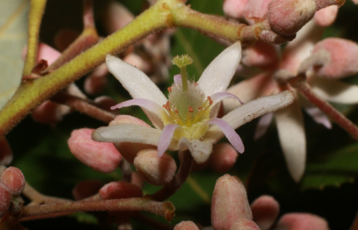 Figura. 9 Flor lateral,<i>Trichospermum galeottii</i></i>, (Malvaceae). Area de Conservación Guanacaste, Sector Rincón Rain Forest, Estación Leiva, selva, (elevación 410 metros), colectada el 10 de Febrero 2020. Foto, Jorge Hernández.