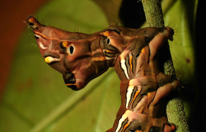 Figura 6.  <i>Elymiotis morana</i></i> (Notodontidae), en posición lateral mostrando parte de la cola. Voucher 00-SRNP-631-DHJ52731.