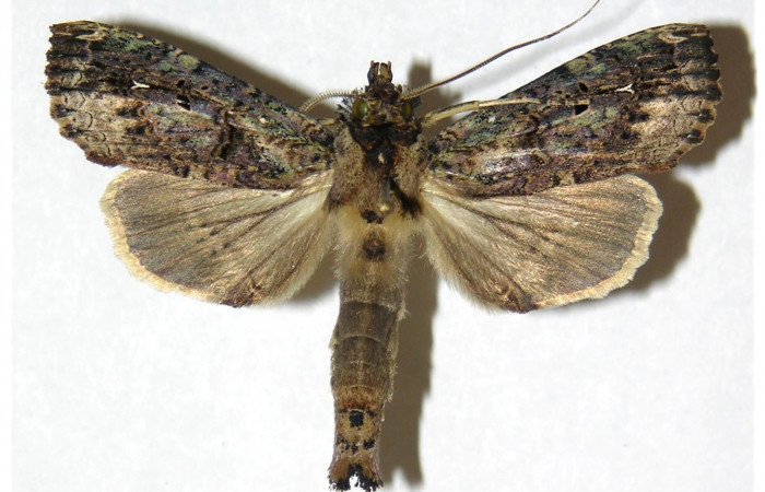 Figura 10. Mostrando posición dorsál del adulto  <i>Elymiotis morana</i></i>. Voucher 05-SRNP-19317-DHJ311525.