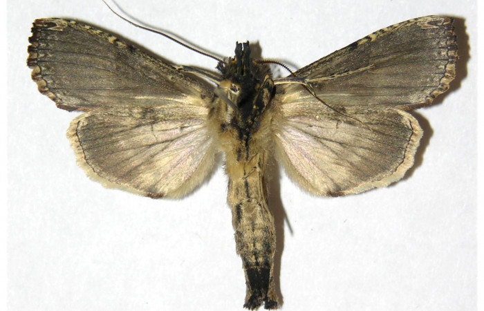 Figura 11. Mostrando posición dorsal del adulto <i>Elymiotis morana</i></i>. Voucher 05-SRNP-19317-DHJ311524.