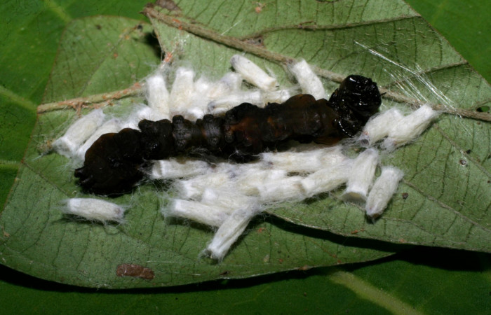 Figura 9.Mostrando parásitos (Braconidae), <i>Hypomicrogaster</i></i> Whitfield02, puestos encima de  <i>Elymiotis morana</i></i> (Notodontidae). Voucher 08-SRNP-30817-DHJ438675.