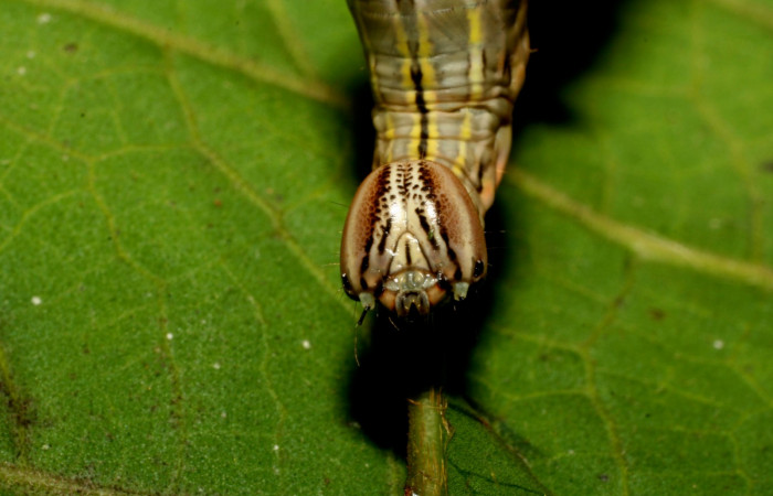 Figura 7.  <i>Elymiotis morana</i></i> (Notodontidae), en posicion de cabeza. Voucher 08-SRNP-32120-DHJ445731.