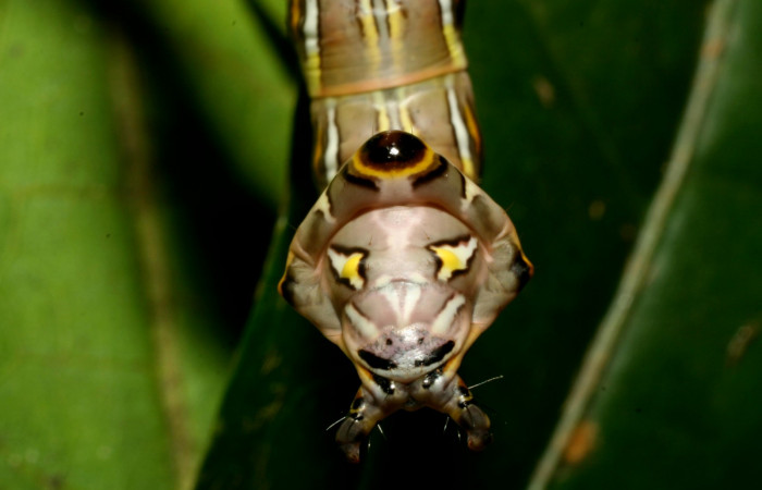 Figura 8.  <i>Elymiotis morana</i></i> (Notodontidae), en posicion de la cola. Voucher 08-SRNP-32120-DHJ445733.