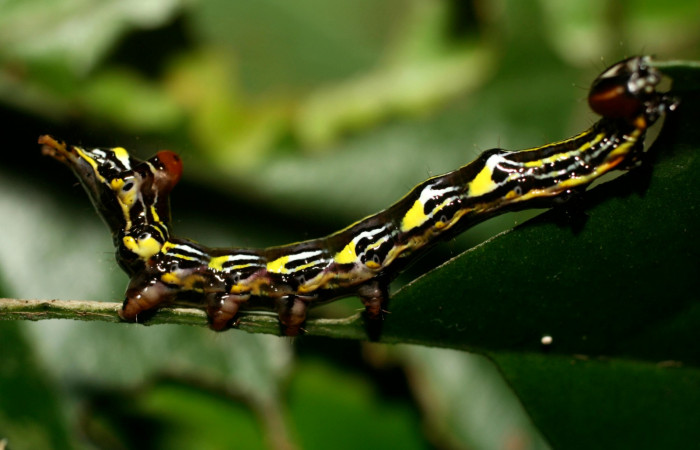 Figura 3.  <i>Elymiotis morana</i></i>(Notodontidae), en posición lateral. Voucher 08-SRNP-32121-DHJ445738.