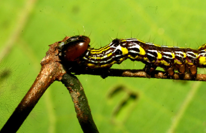 Figura 2.  <i>Elymiotis morana</i></i> (Notodontidae), en posición lateral mostrando la cabeza. Voucher09-SRNP-31101-DHJ458429.