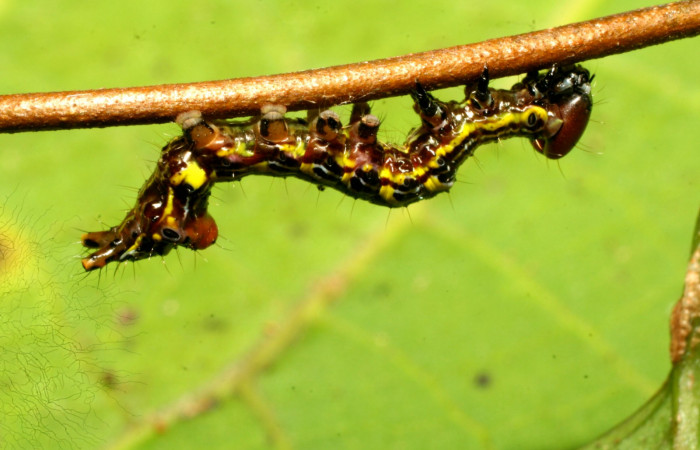 Figura 1. <i>Elymiotis morana</i></i> (Notodontidae), en posición lateral. Voucher,09-SRNP-31101-DHJ458432.