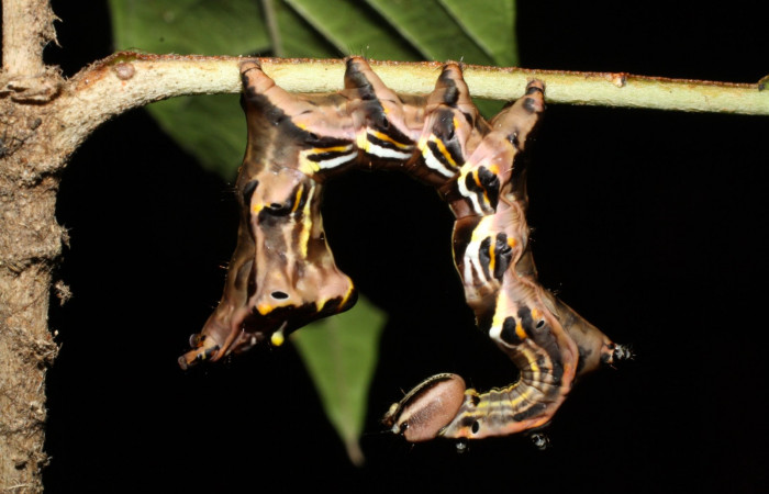 Figura 5.  <i>Elymiotis morana</i></i> (Notodontidae), en posición lateral. Voucher13-SRNP-22054-DHJ493744.