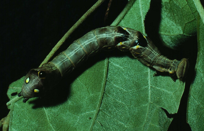 Figura 4.  <i>Elymiotis morana</i></i>(Notodontidae), en posición dorsal mostrando dos puntos color amarillos en la parte trasera. Voucher 81-SRNP-922-DHJ3125.