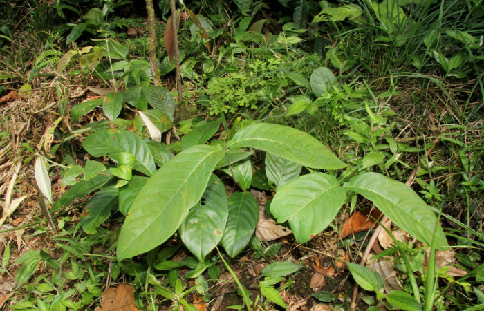Figura 12. Mostrando planta hospedera <i>Hiraea reclinata</i></i> familia (Malpighiaceae), de larva  <i>Elymiotis morana</i></i>. Foto tomada Pablo Umaña.