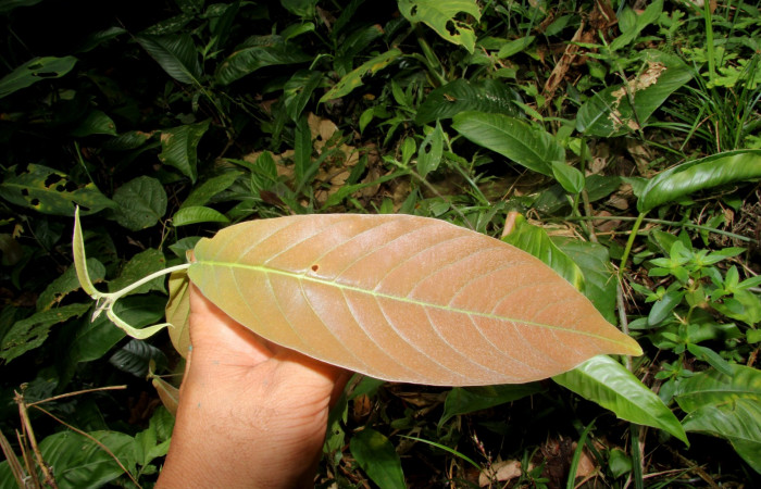 Figura 13. Mostrando planta hospedera <i>Hiraea reclinata</i></i> familia (Malpighiaceae), de larva  <i>Elymiotis morana</i></i>. Foto tomada Pablo Umaña.