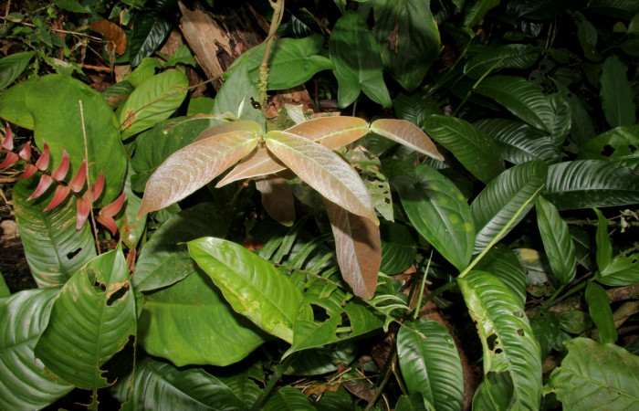 Figura 14. Mostrando planta hospedera <i>Hiraea reclinata</i></i> familia (Malpighiaceae), de larva  <i>Elymiotis morana</i></i>. Foto tomada Pablo Umaña.
