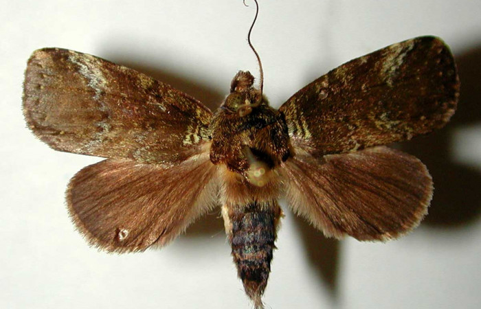 Figura 9. Adulto de <i>Phastia</i></i> alcimedeICG02 (Notodontidae), macho. Voucher: 00-SRNP-22035-DHJ32516.