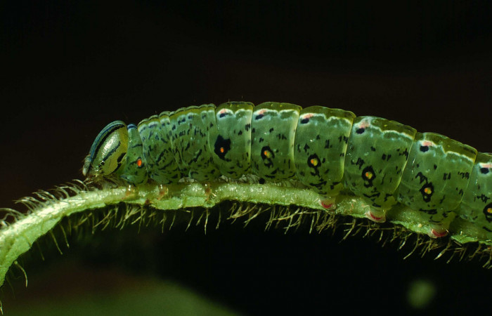 Figura 1. Larva de <i>Phastia</i></i> alcimedeICG02 (Notodontidae), último estadio, posición lateral. Voucher: 01-SRNP-2418-DHJ61384.jpg.
