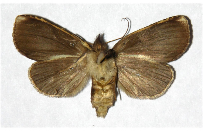 Figura 8. Adulto de <i>Phastia</i></i> alcimedeICG02 (Notodontidae), hembra. Voucher: 01-SRNP-25181-DHJ322271.