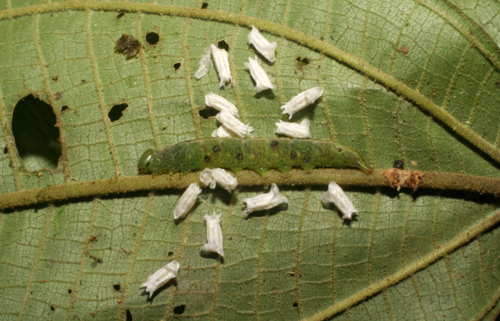 Figura 6. Larva con capullos de parásitos <i>Glyptapanteles</i></i> (Braconidae) de <i>Phastia</i></i> alcimedeICG02 (Notodontidae) último estadio, posición dorsal. Voucher: 06-SRNP-5048-DHJ410875.jpg.