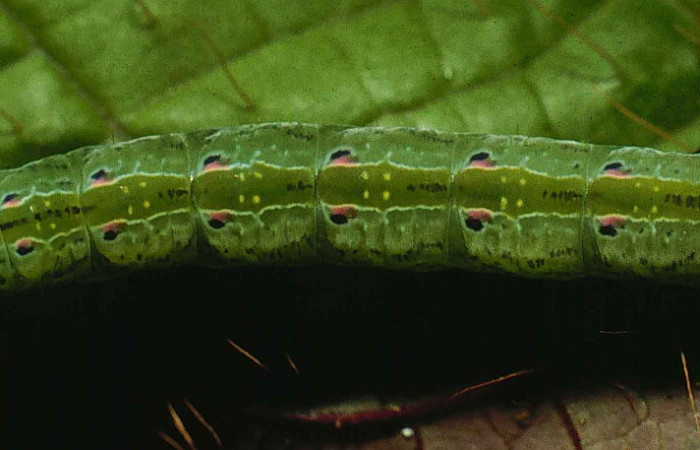 Figura 2. Larva de <i>Phastia</i></i> alcimedeICG02 (Notodontidae) último estadio, posición dorsal. Voucher: 99-SRNP-4352-DHJ50944.jpg.