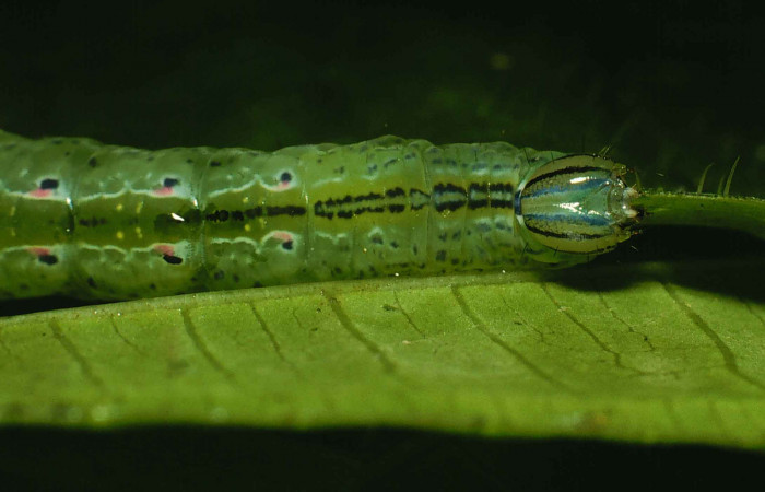 Figura 5. Cabeza de <i>Phastia</i></i> alcimedeICG02 (Notodontidae) último estadio, posición dorsal. Voucher: 00-SRNP-11314-DHJ54118.jpg