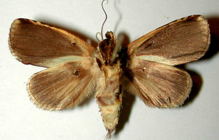 Figura 10. Adulto de <i>Phastia</i></i> alcimedeICG02 (Notodontidae), macho. Voucher: 00-SRNP-22035-DHJ32517.