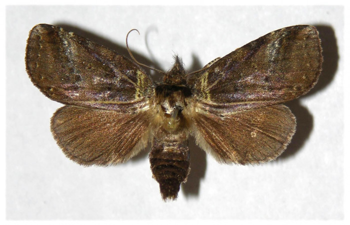 Figura 7. Adulto de <i>Phastia</i></i> alcimedeICG02 (Notodontidae), hembra. Voucher: 01-SRNP-25181-DHJ322270.