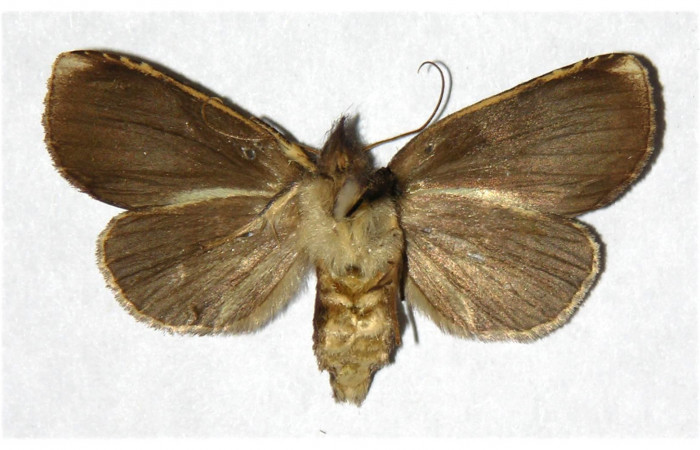 Figura 8. Adulto de <i>Phastia</i></i> alcimedeICG02 (Notodontidae), hembra. Voucher: 01-SRNP-25181-DHJ322271.