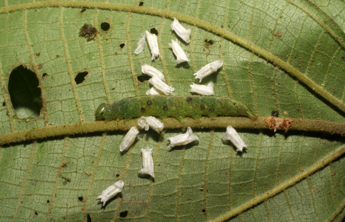 Figura 6. Larva con capullos de parásitos <i>Glyptapanteles</i></i> (Braconidae) de <i>Phastia</i></i> alcimedeICG02 (Notodontidae) último estadio, posición dorsal. Voucher: 06-SRNP-5048-DHJ410875.jpg.