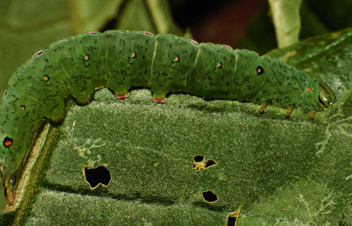 Figura 3. Larva de <i>Phastia</i></i> alcimedeICG02 (Notodontidae) último estadio, posición lateral. Voucher: 99-SRNP-4113-DHJ50896.jpg.