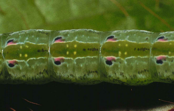 Figura 4. Larva de <i>Phastia</i></i> alcimedeICG02 (Notodontidae) último estadio, posición lateral. Voucher: 99-SRNP-4352-DHJ50953.jpg.
