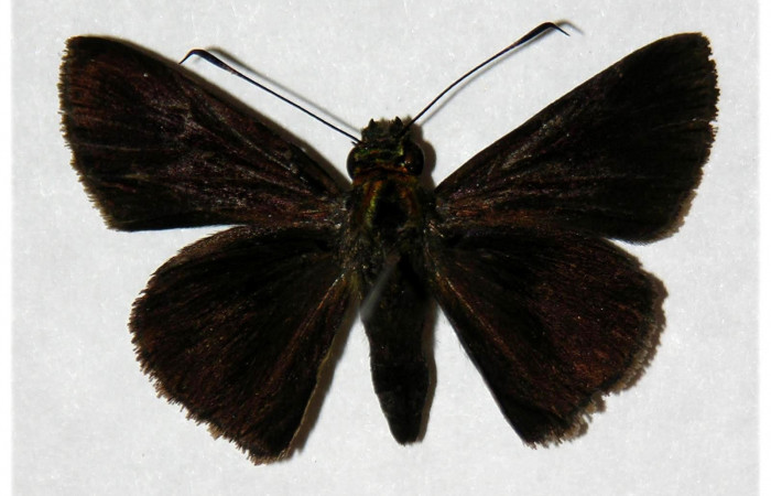 Fig.1. Adulto de <i>Cynea</i></i> Burns02. En posición dorsal. Voucher : 1.05-SRNP-30468-DHJ317950.jpg.