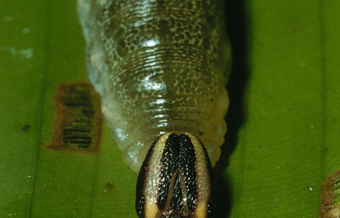 Fig.10. Mostrando cabeza de <i>Cynea</i></i> Burns02. Voucher :03-SRNP-10895-DHJ75484.jpg.