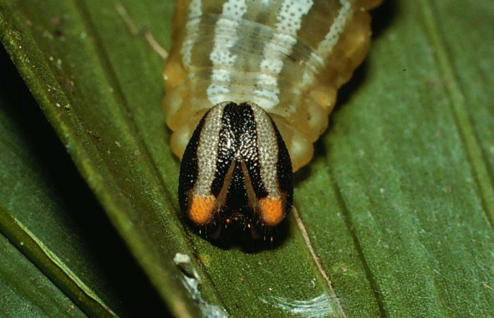 Fig.11. Mostrando cabeza de <i>Cynea</i></i> Burns05. Voucher : .02-SRNP-6347-DHJ64935.jpg.