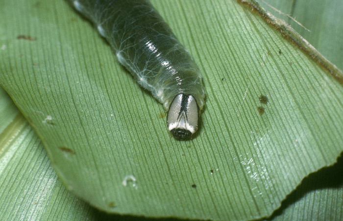 Fig.12. Mostrando cabeza de <i>Cynea</i></i> Burns01. Voucher : 04-SRNP-35810-DHJ86848.jpg.