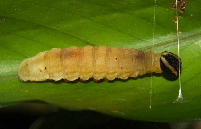 Fig.13. Prepupa de <i>Cynea</i></i> Burns02. Voucher :15-SRNP-32062-DHJ728975..jpg