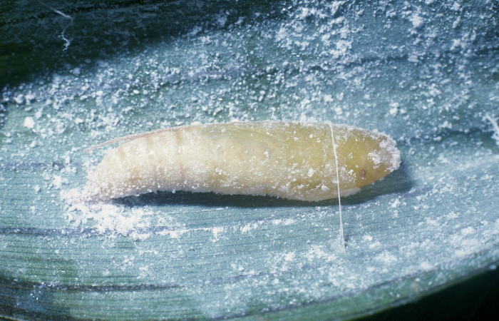 Fig.15. Pupa de <i>Cynea</i></i> Burns05. Voucher : 04-SRNP-2715-DHJ84279.jpg.