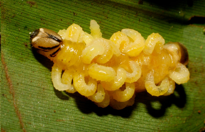 Fig.16. Mostrando larva parásito encima de larva <i>Cynea</i></i> Burns06. Voucher : 10-SRNP-69482-DHJ474521.jpg.